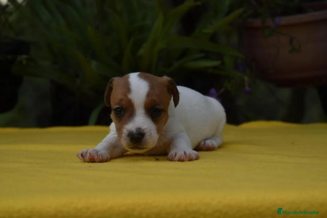 Jack Russell Terrier perros en venta: Pequeños Jack Russell Terrier - Anuncio 3