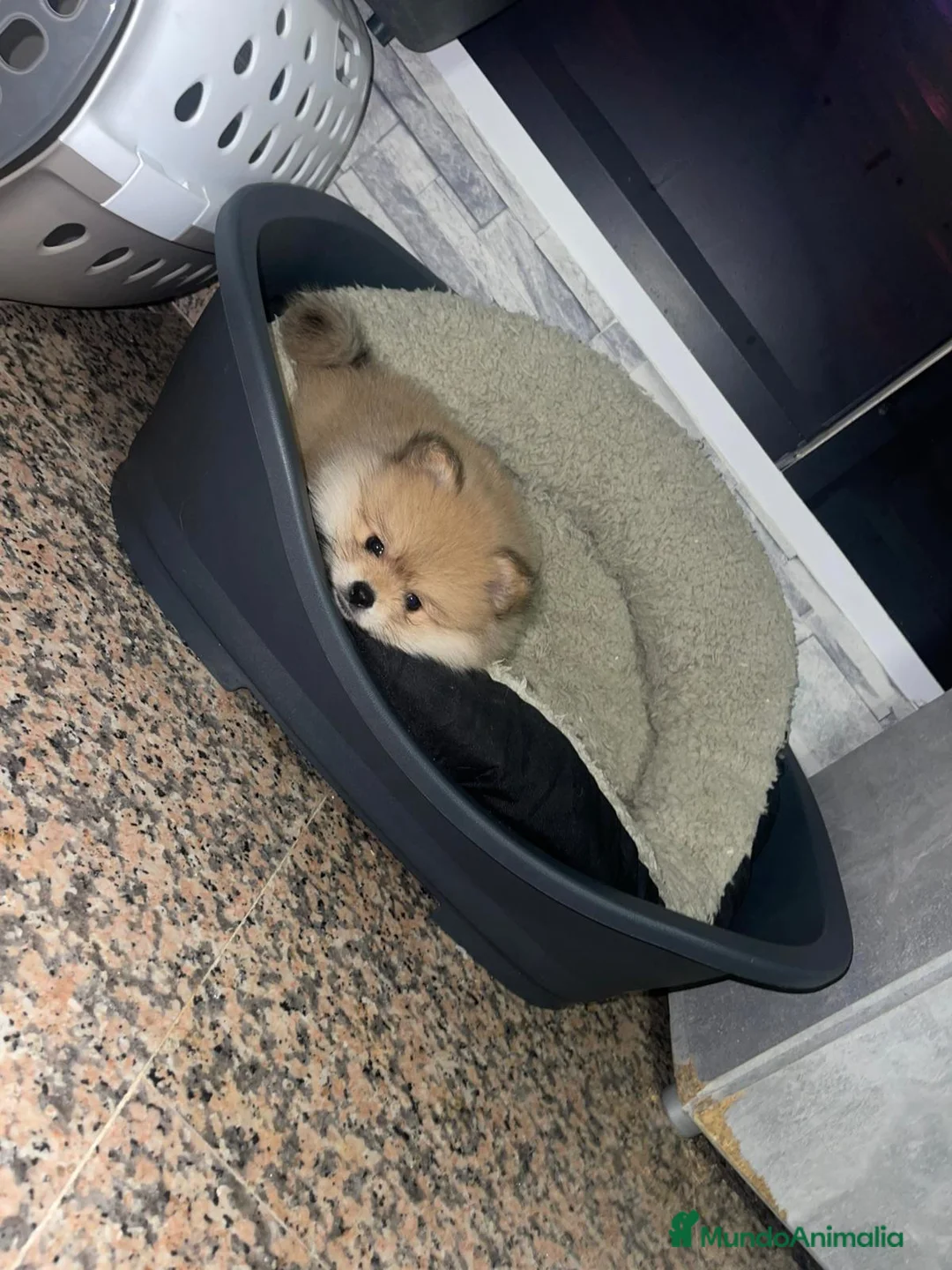 Pomerania perros en venta: Lulu de pomerania Toy peludos y chatos  - Anuncio 2