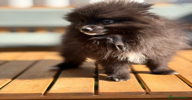 Pomerania perros - Propaganda 4