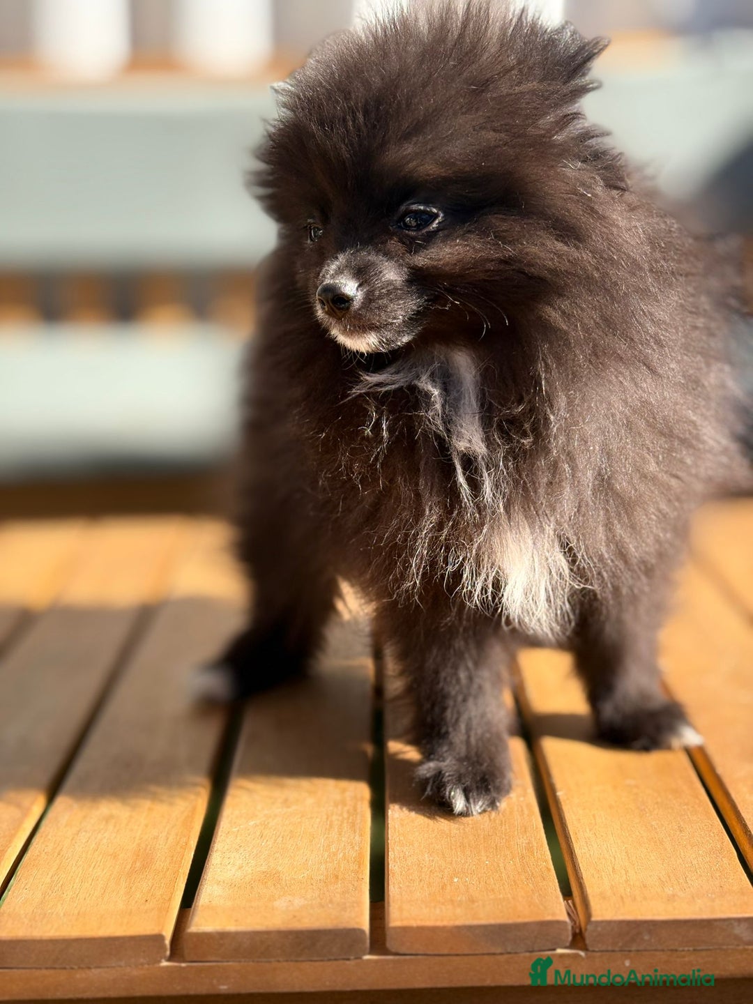Pomerania perros en venta: Lulu pomerania MICRO TOY  - Imagen 2