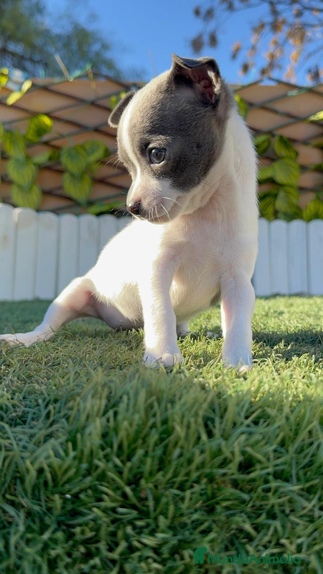 Chihuahua perros en venta: CHIHUAHUA HEMBRA - Anuncio 18