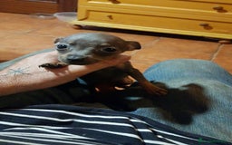 Ratón de Praga perros en venta: Ratón de praga  - Imagen 3