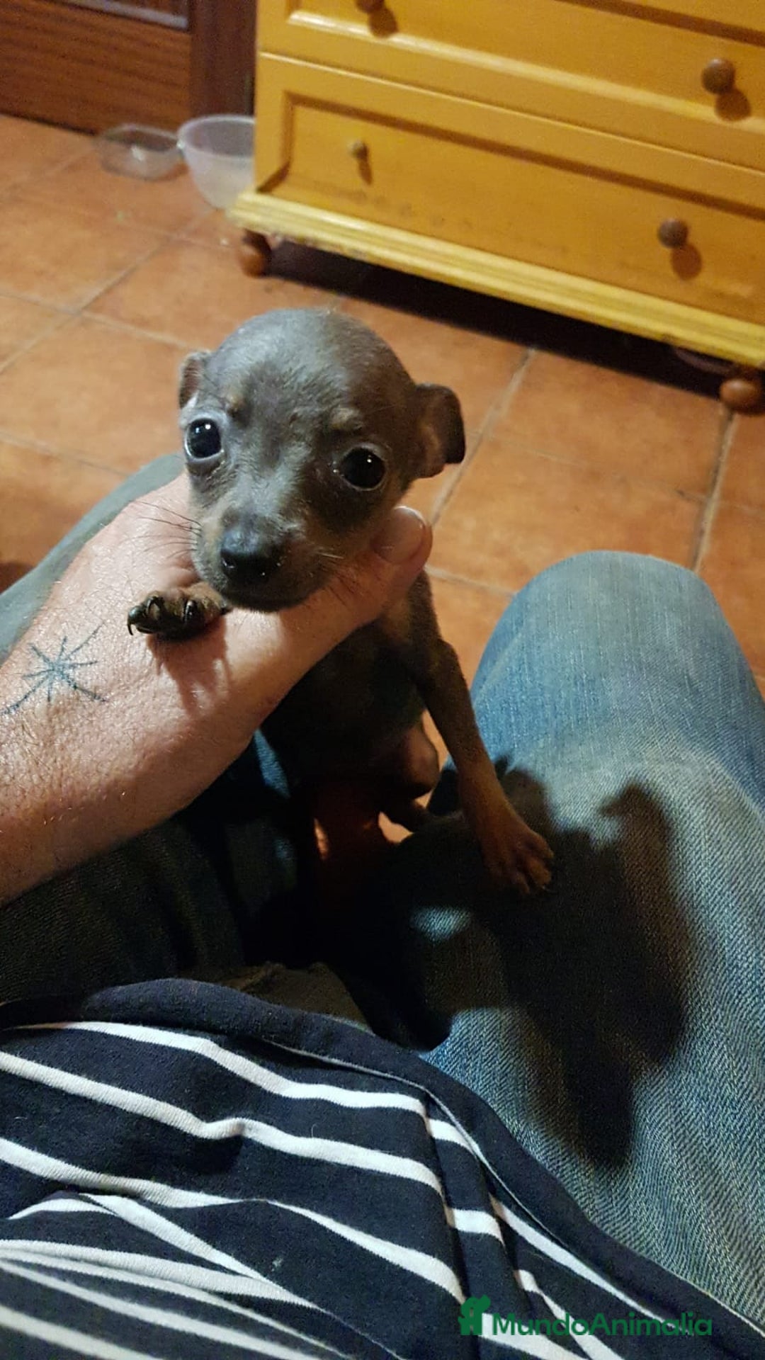 Ratón de Praga perros en venta: Ratón de praga  - Imagen 3