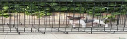 Gos Rater Valencià perros en venta: Cachorra ratera valenciano arlequín  - Anuncio 2