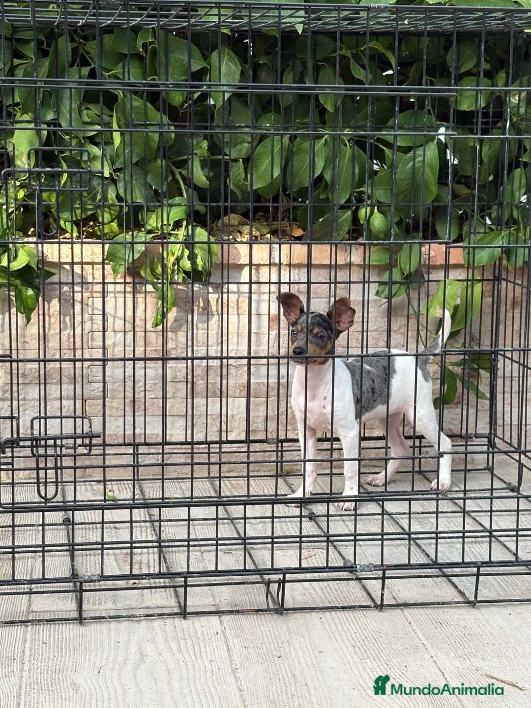 Gos Rater Valencià perros en venta: Cachorra ratera valenciano arlequín  - Anuncio 2