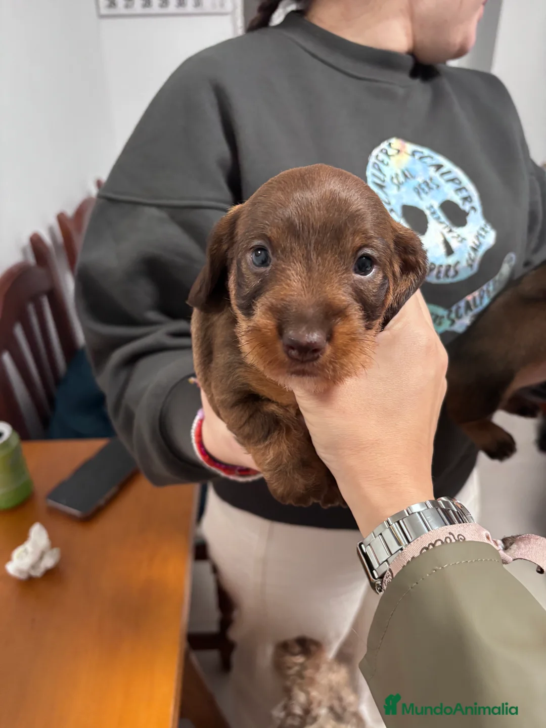 Teckel perros en venta: Excelente Camada Teckel Mini pelo duro - Anuncio 2