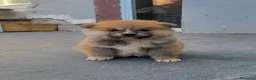Akita Inu perros en venta: AKITA INU - Anuncio 7