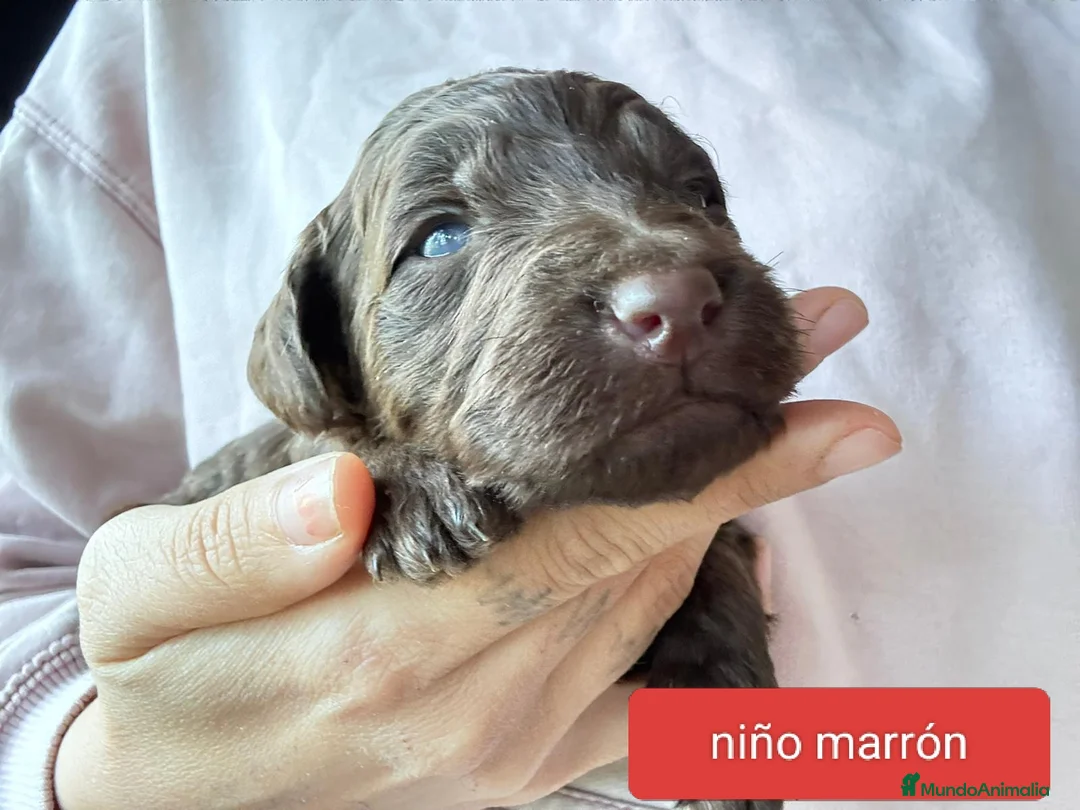 Labradoodle perros en venta: Preciosos cachorros labradoodle - Anuncio 8