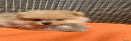 Pomerania perros en venta: Tesoros de la Lola - Anuncio 2