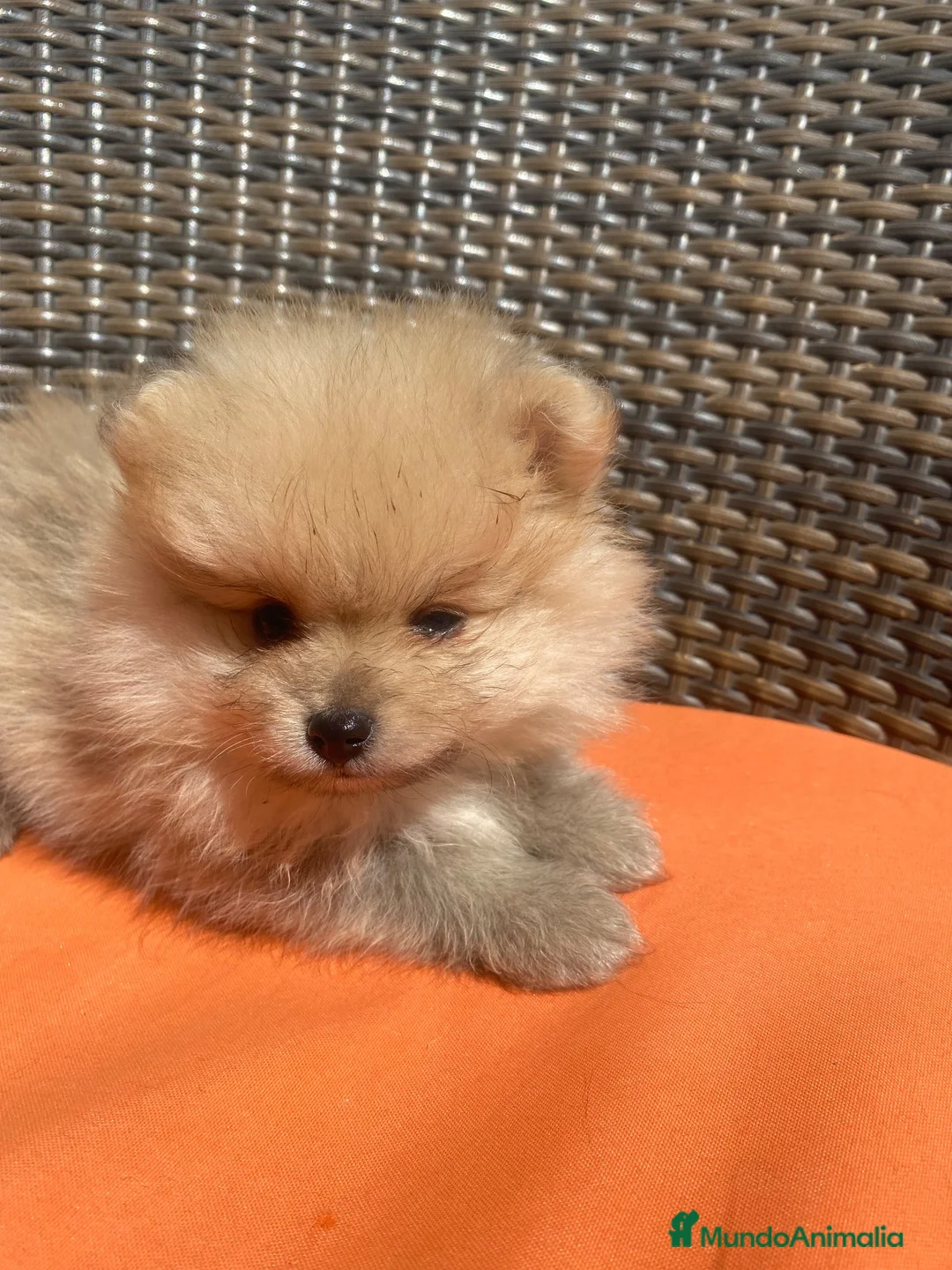 Pomerania perros en venta: Tesoros de la Lola - Anuncio 2