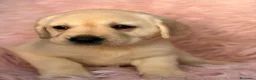 Labrador Retriever perros en venta: LABRADOR RETRIEVER  - Anuncio 6