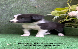 Border Collie perros en venta: BORDER COLLIE DE VILLA BIZNAGA - Imagen 2