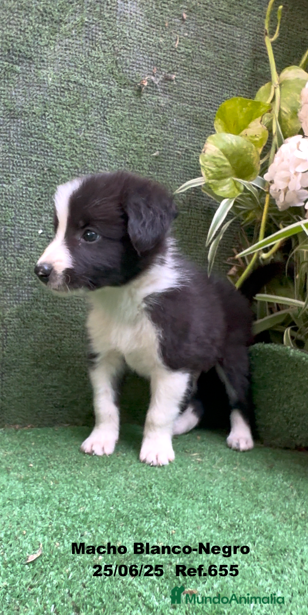 Border Collie perros en venta: BORDER COLLIE DE VILLA BIZNAGA - Imagen 2