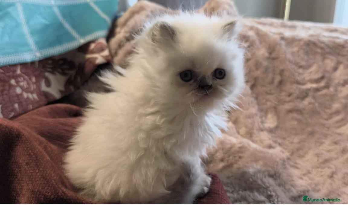 Persa gatos Gatos persas - Anuncio 32