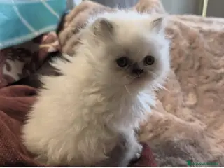 Persa gatos Gatos persas - Anuncio 32