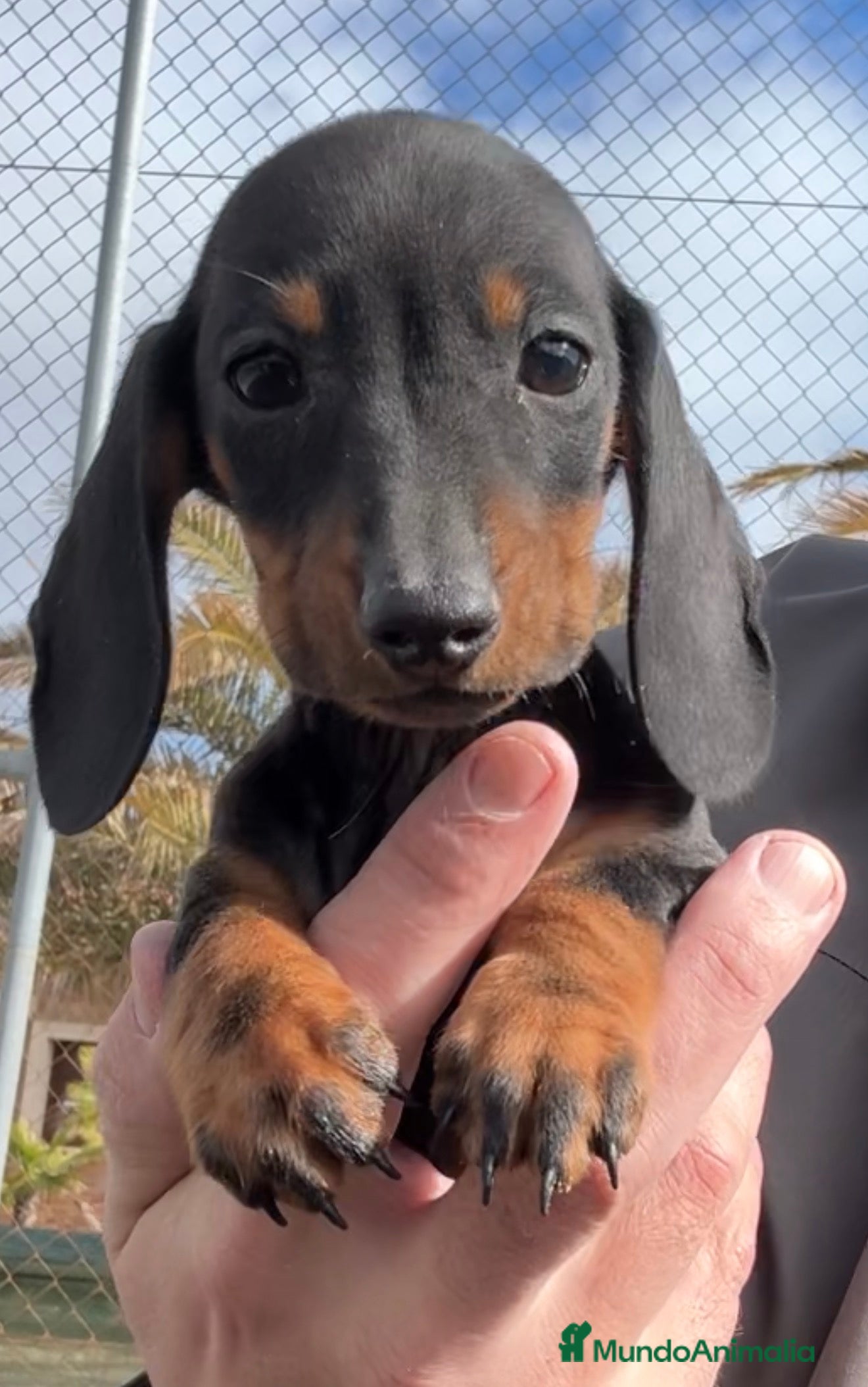 Teckel perros TECKEL KANINCHEN - TECKEL DEL PALMERAL - Anuncio 2