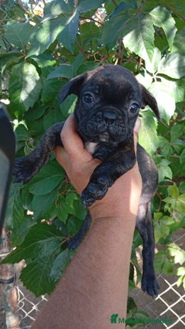 Bulldog Francés perros - Anuncio 1