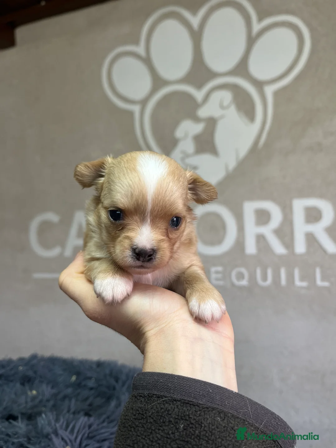 Chihuahua perros en venta: Chihuhua  - Anuncio 2