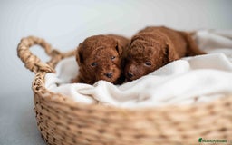 Caniche Toy perros en venta: Caniche toy rojos machos - Imagen 11