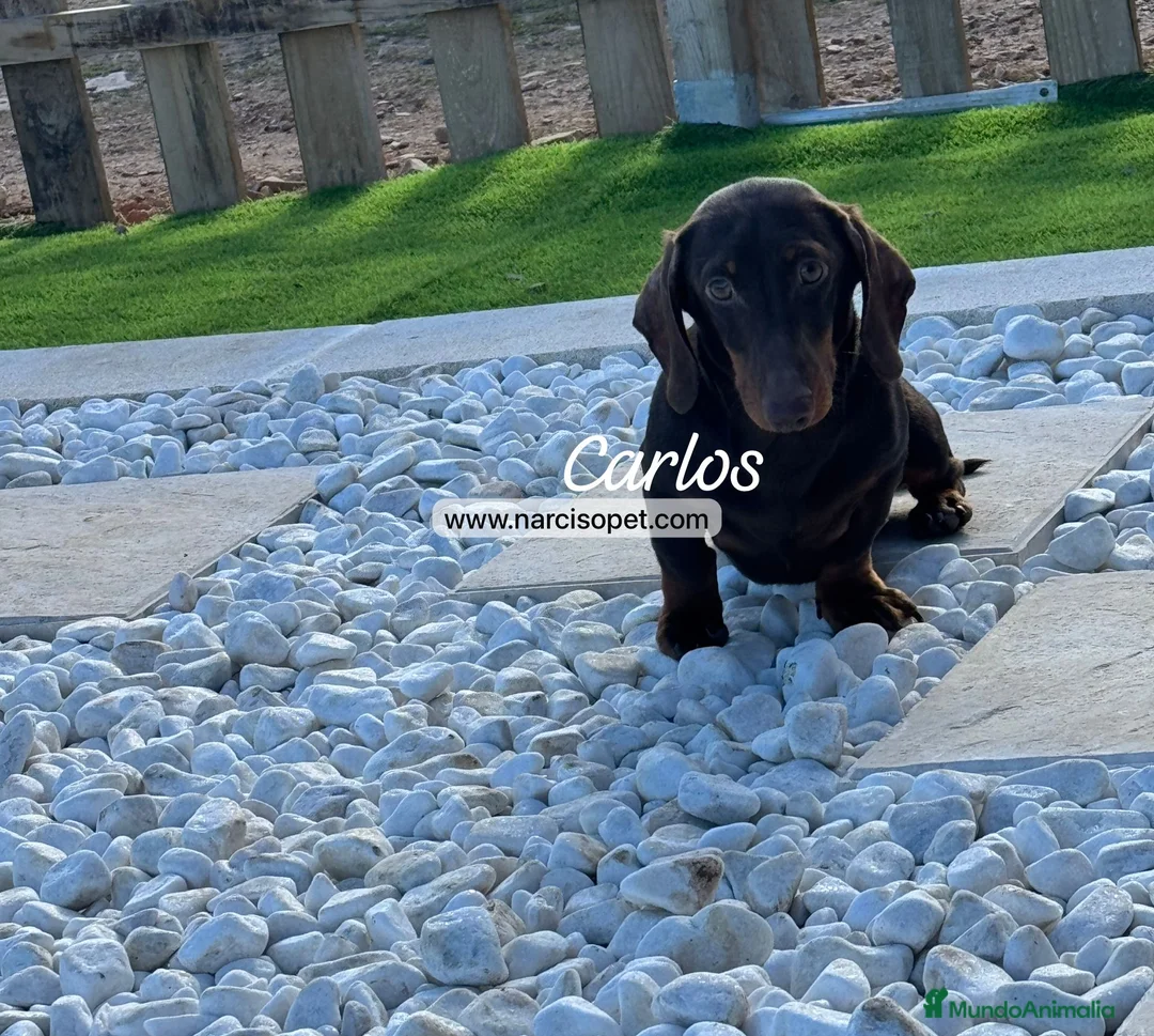 Teckel Miniatura perros en venta: TECKEL 4 MESES CHOCOLATE - Anuncio 4