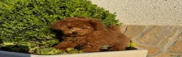 Caniche Toy perros en venta: Caniche toy hembra mini toy disponible  - Anuncio 2