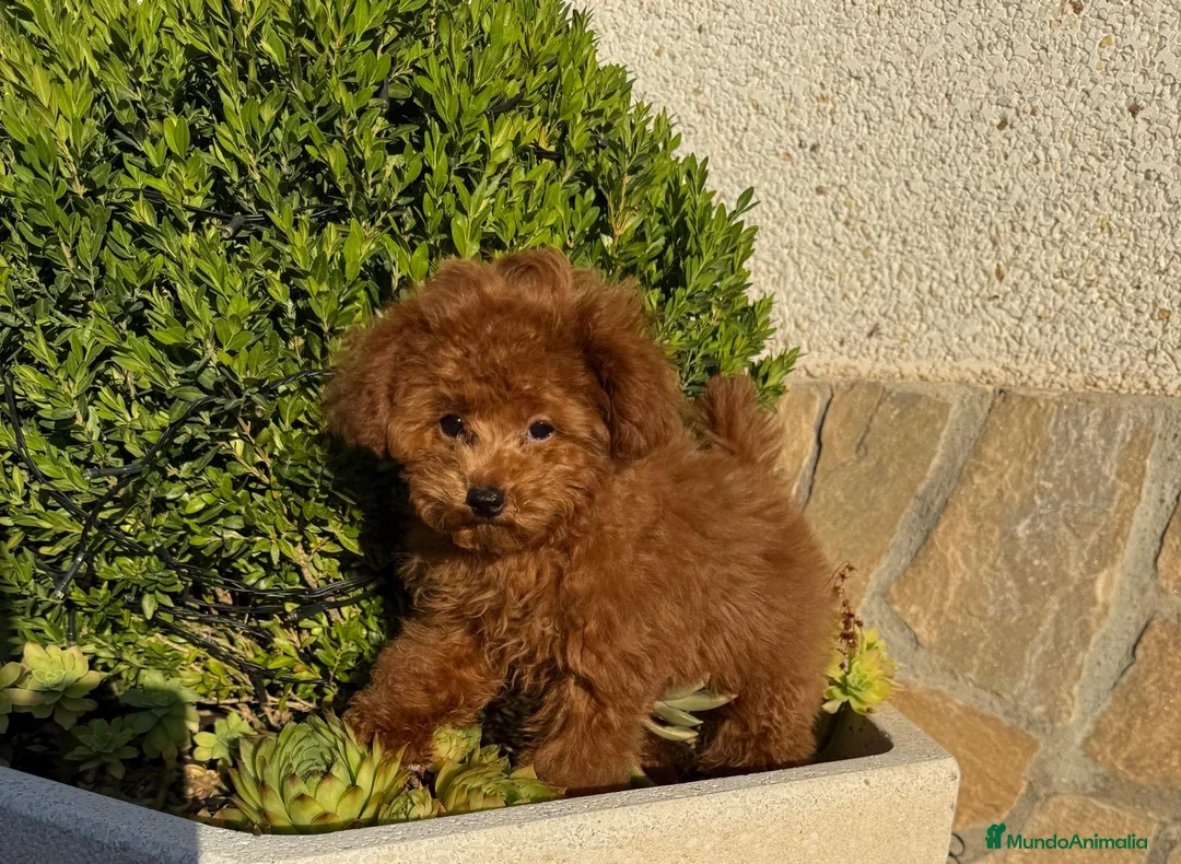 Caniche Toy perros en venta: Caniche toy hembra mini toy disponible  - Anuncio 2