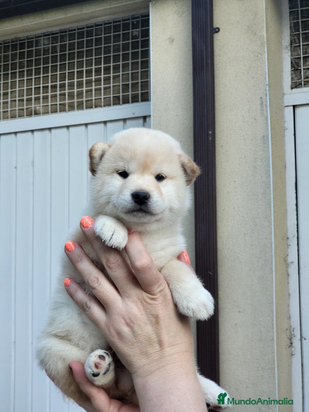 Shiba Inu perros en venta: Cachorros  - Imagen 3