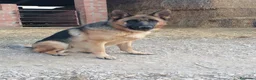 Pastor Alemán perros en venta: CACHORROS PASTOR ALEMÁN  - Anuncio 1
