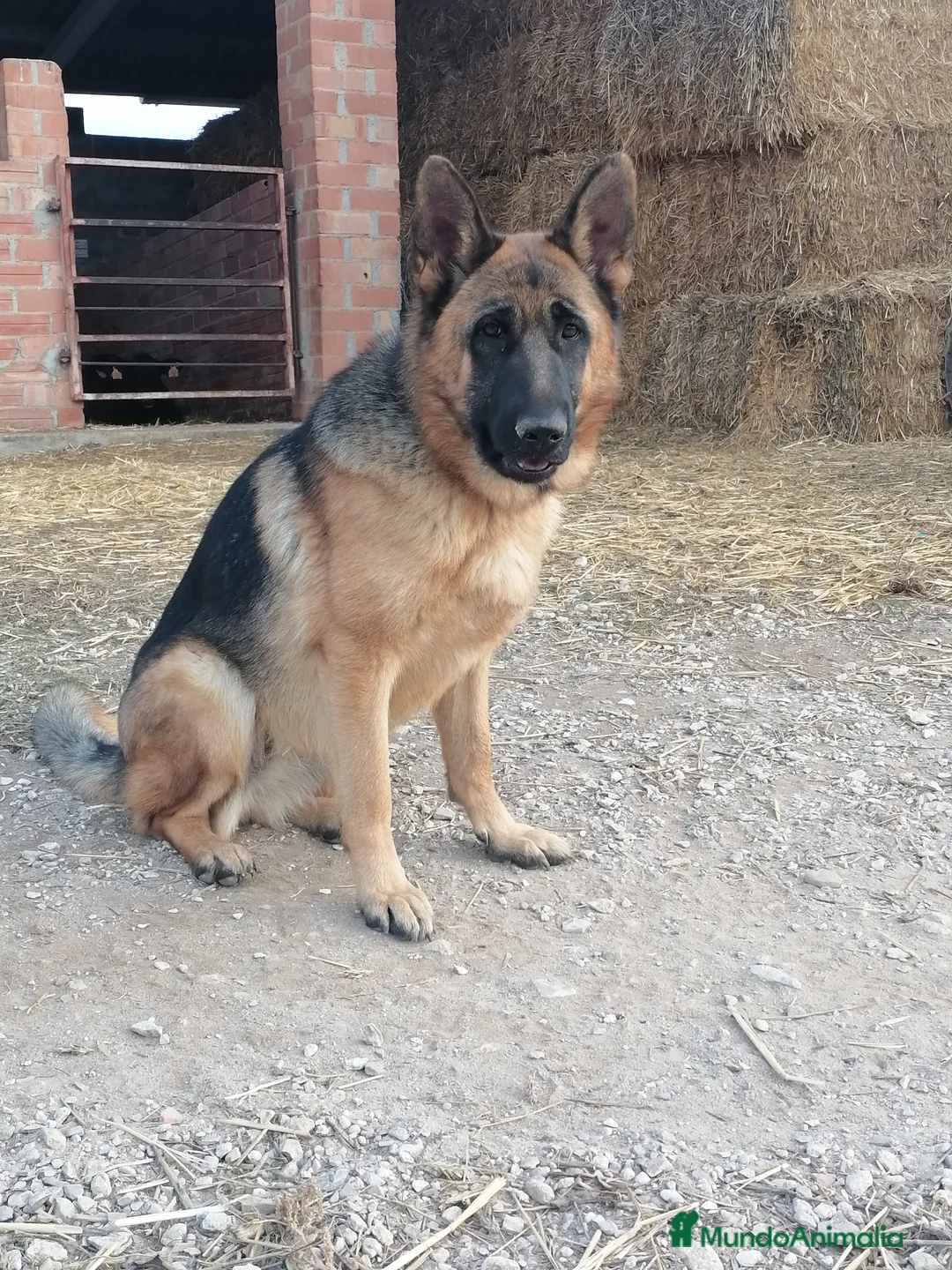 Pastor Alemán perros en venta: CACHORROS PASTOR ALEMÁN  - Anuncio 1