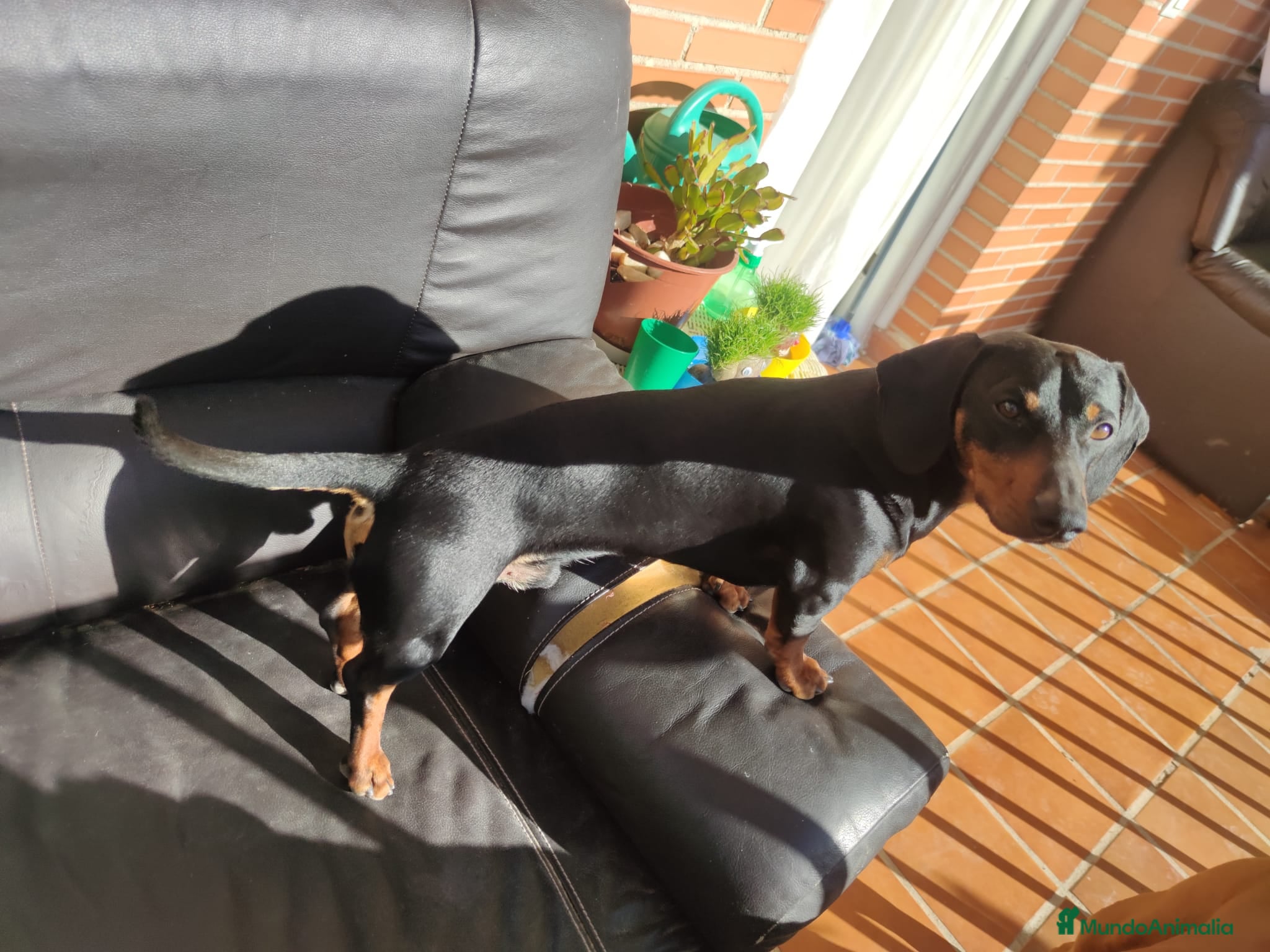 Teckel Miniatura perros Teckel macho negro fuego adulto – excelente línea - Anuncio 1