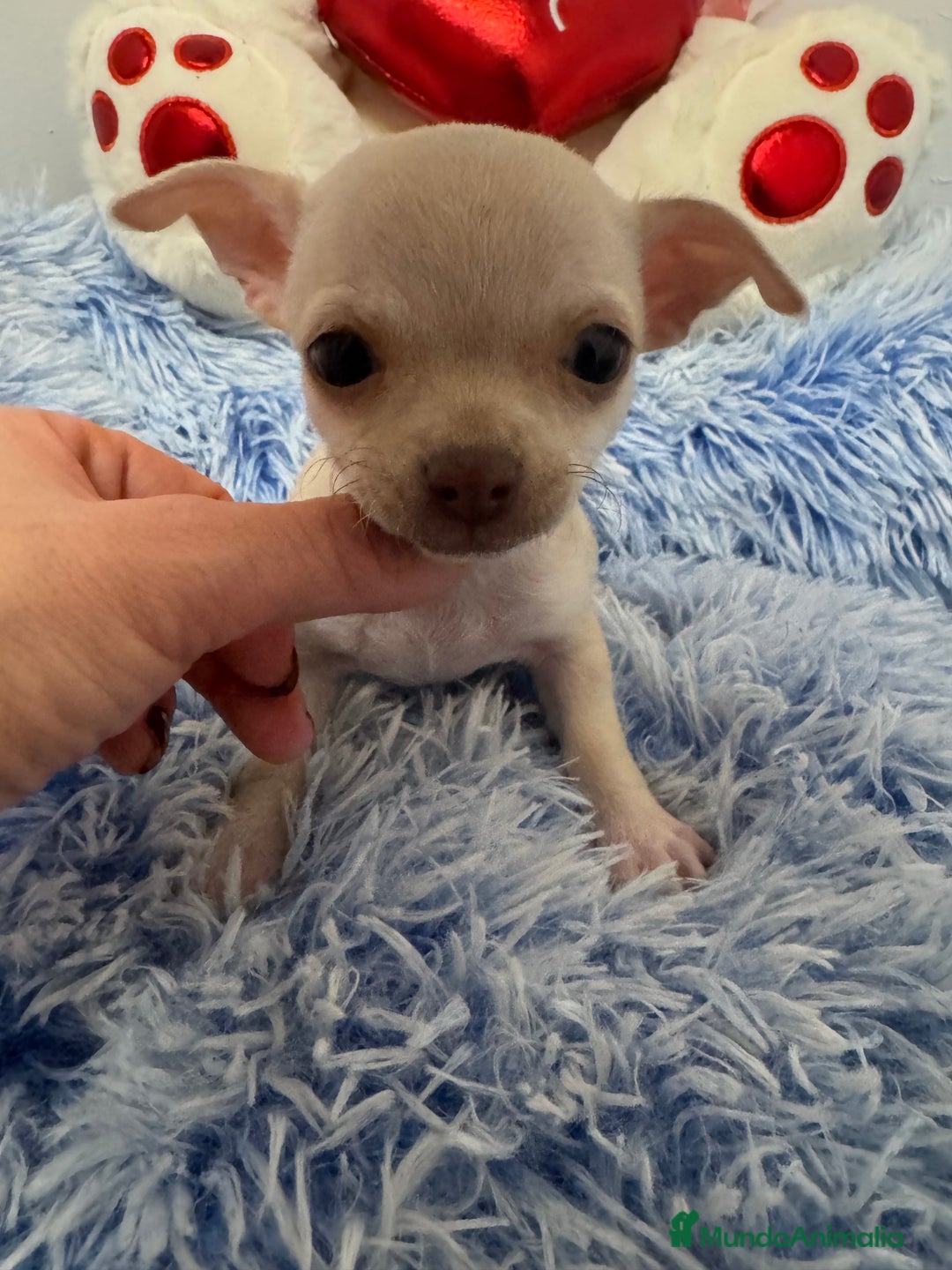 Chihuahua perros en venta: Chihuahuas toys  - Anuncio 2
