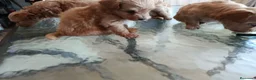 Maltipoo perros en venta: MALTIPOOS, PRECIOSA CAMADA - Anuncio 5