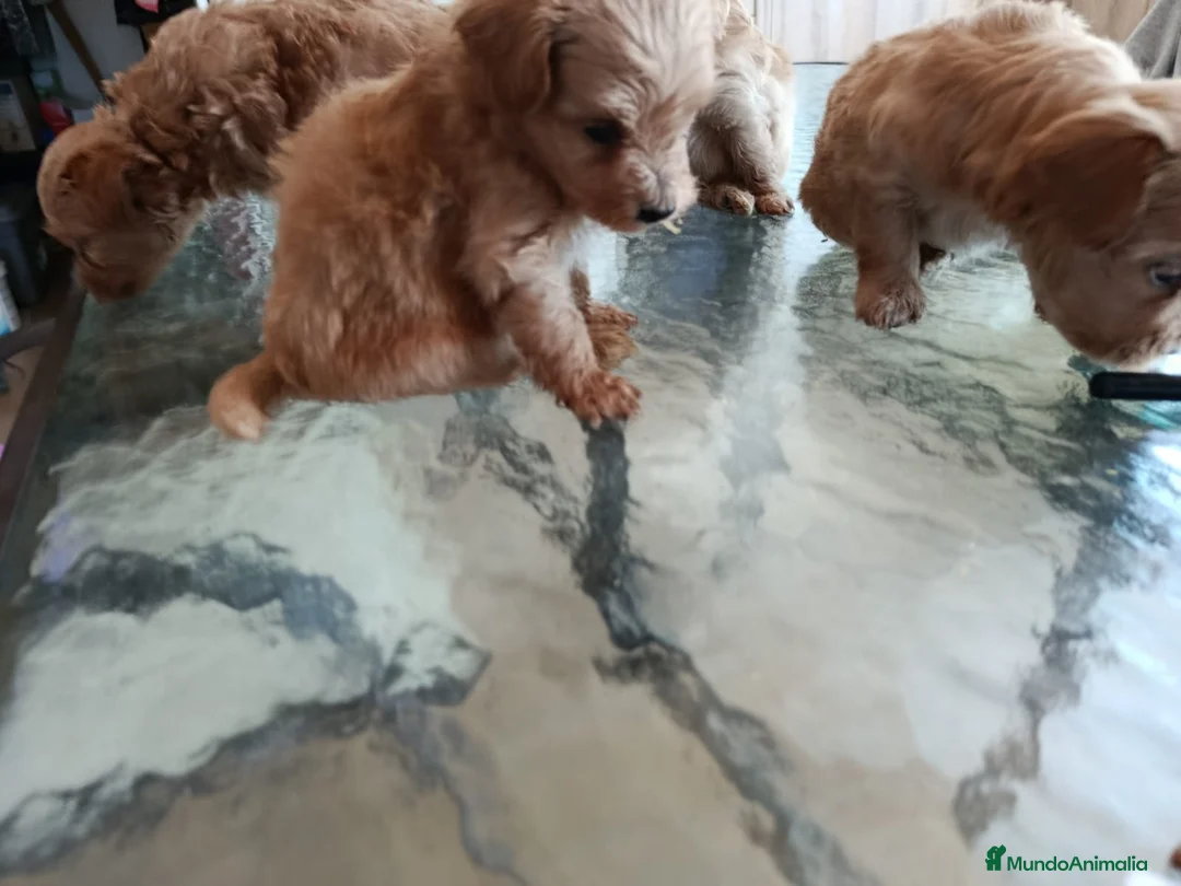 Maltipoo perros en venta: MALTIPOOS, PRECIOSA CAMADA - Anuncio 5