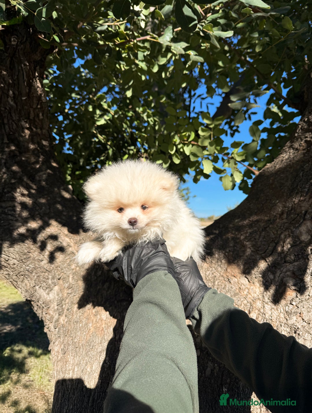 Pomerania perros en venta: Lulu Pomerania blanco y Sable - Anuncio 1