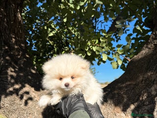 Pomerania perros Lulu Pomerania blanco y Sable - Anuncio 1