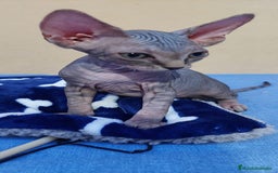 Sphynx gatos en venta: machito tabby  - Imagen 4