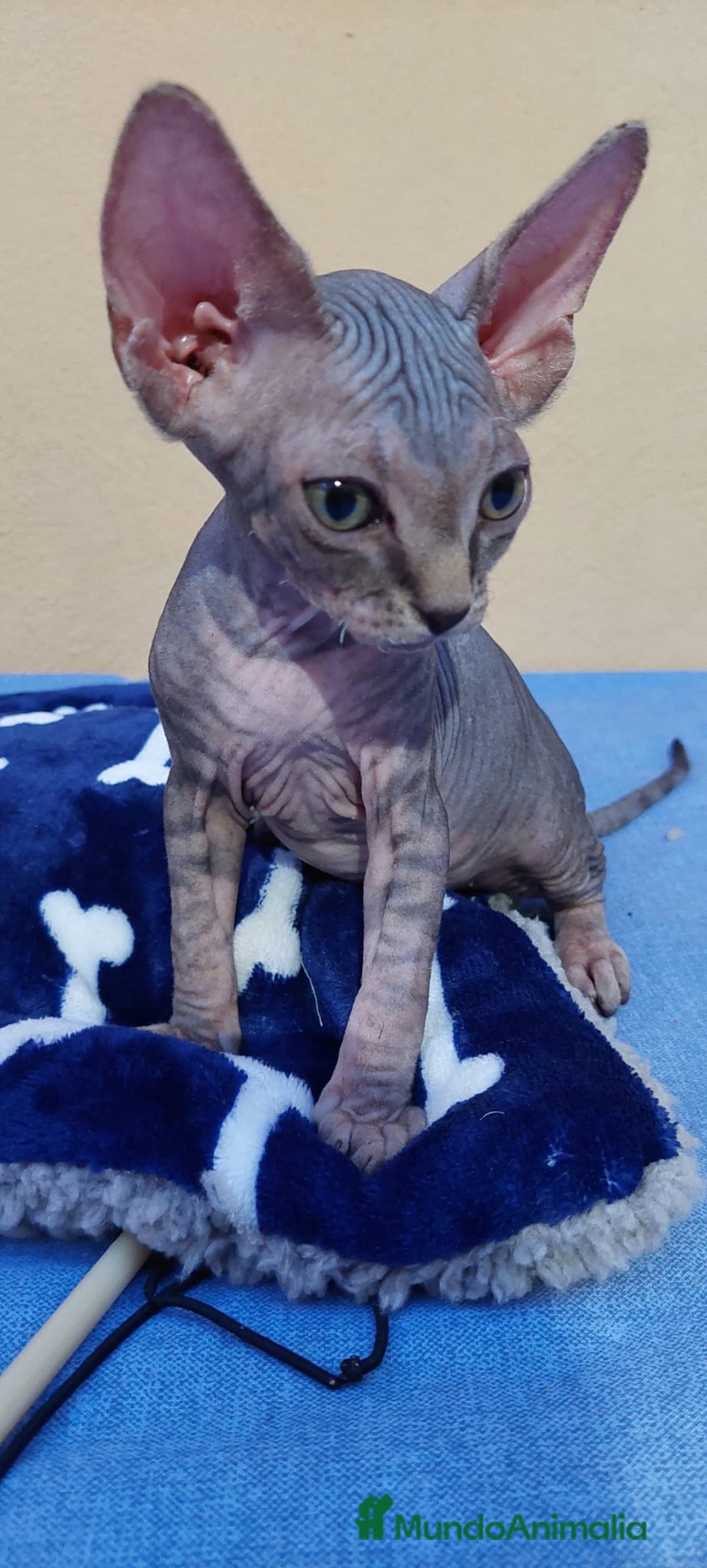 Sphynx gatos en venta: machito tabby  - Imagen 4