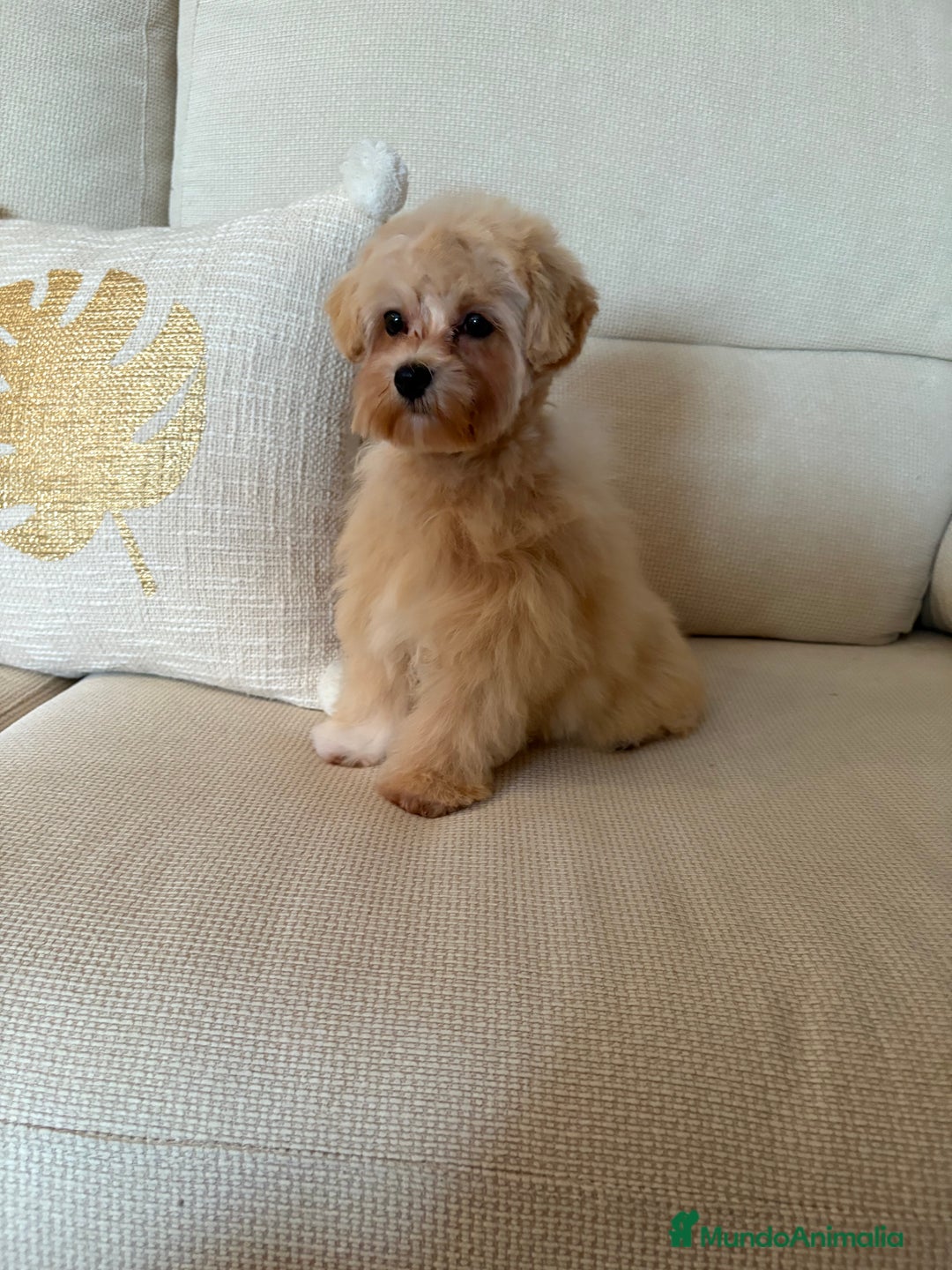 Maltipoo perros en venta: Maltipoo tamaño pequño garantizado.  - Imagen 3