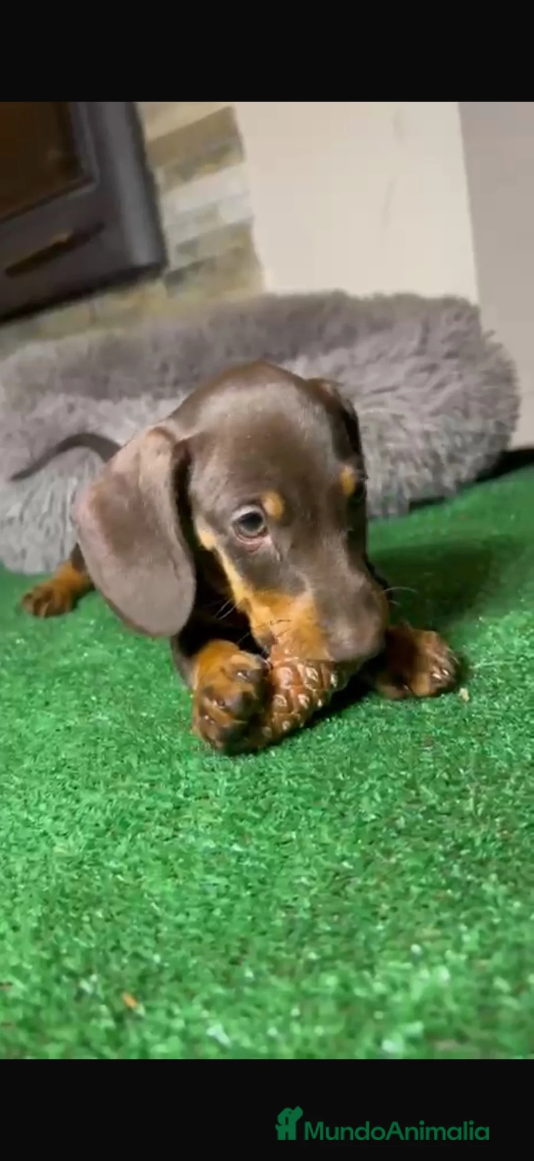 Teckel perros en venta: Teckel toy - Anuncio 1