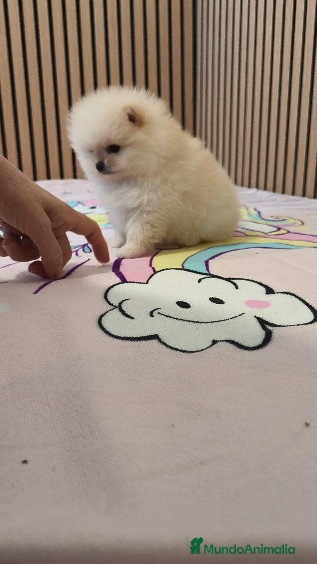 Pomerania perros en venta: Pomerania TOY Crema hembra ♀️♀️ - Anuncio 9