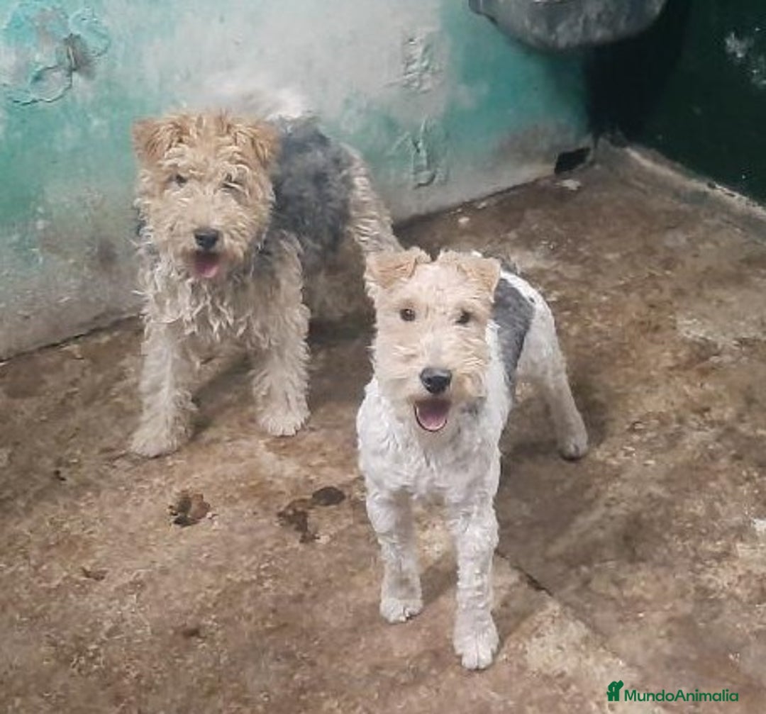 Fox Terrier de Pelo Duro perros en venta: Fox terrier  - Anuncio 3
