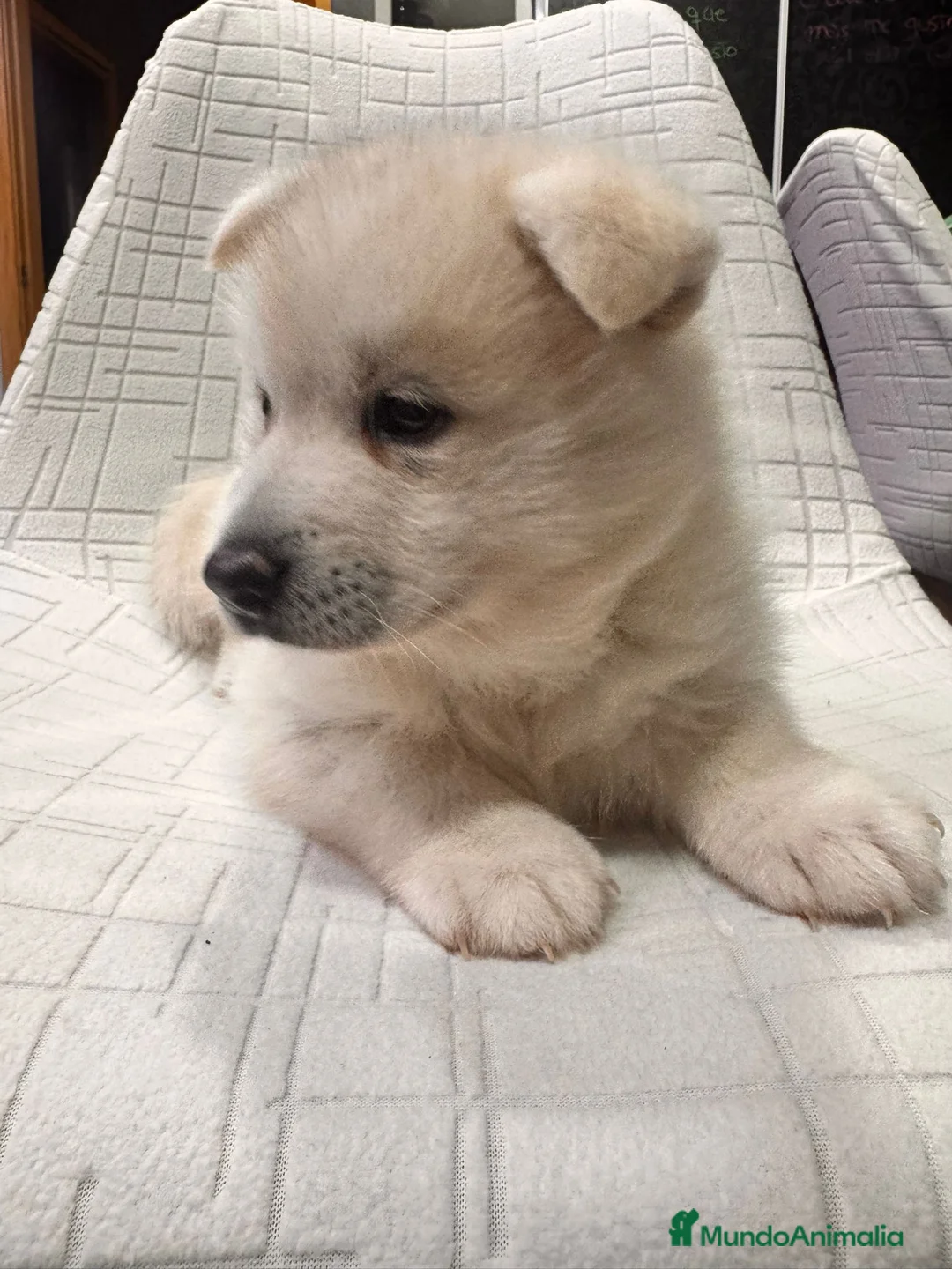Pomsky perros en venta: Cachorro macho de Pomsky  - Anuncio 1