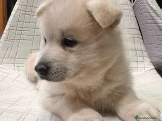 Pomsky perros Cachorro macho de Pomsky - Anuncio 2