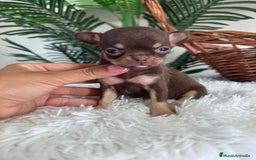 Chihuahua perros en venta: CHIHUAHUA MACHO CHOCOLATE  - Imagen 10