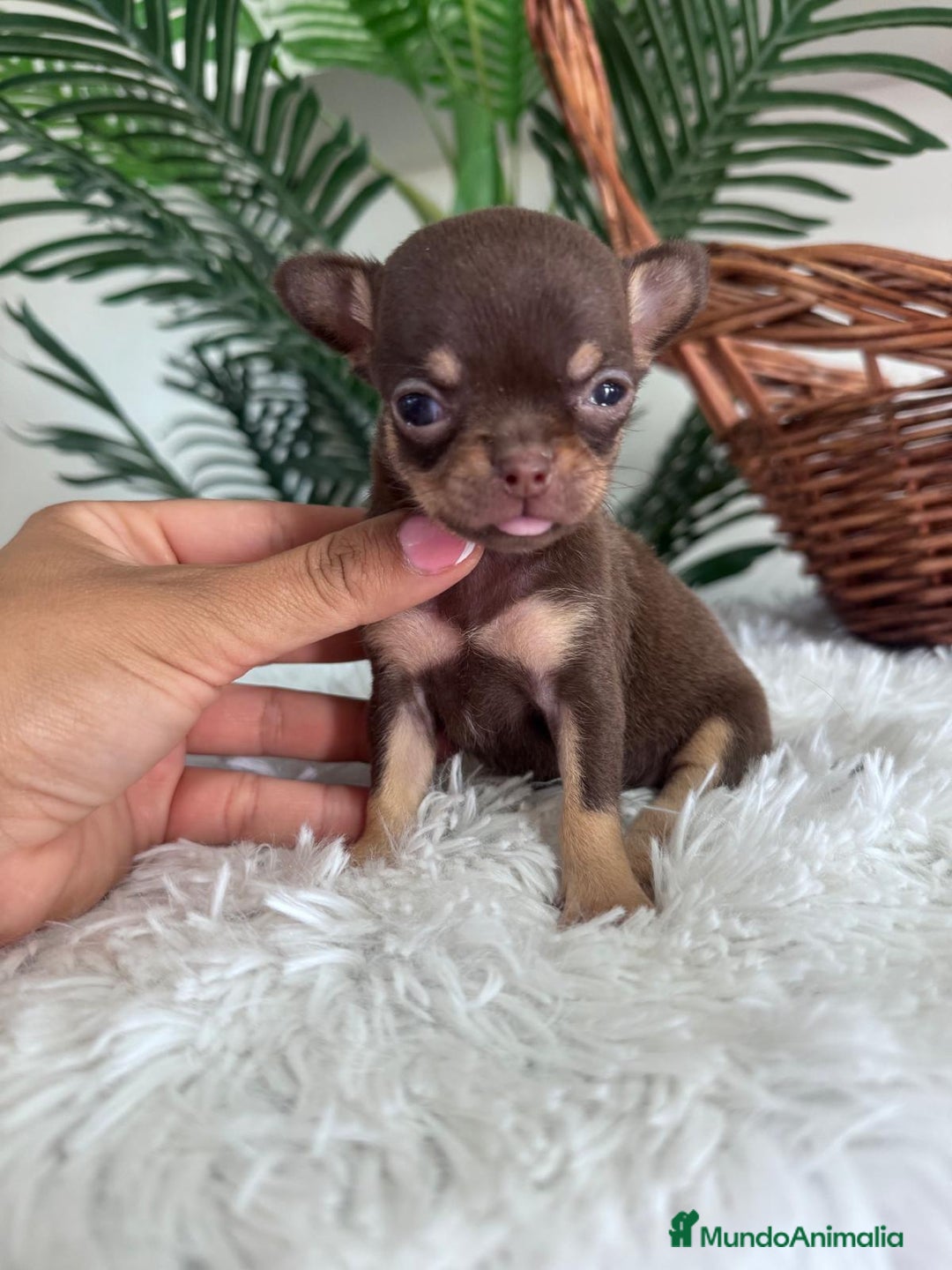 Chihuahua perros en venta: CHIHUAHUA MACHO CHOCOLATE  - Imagen 10