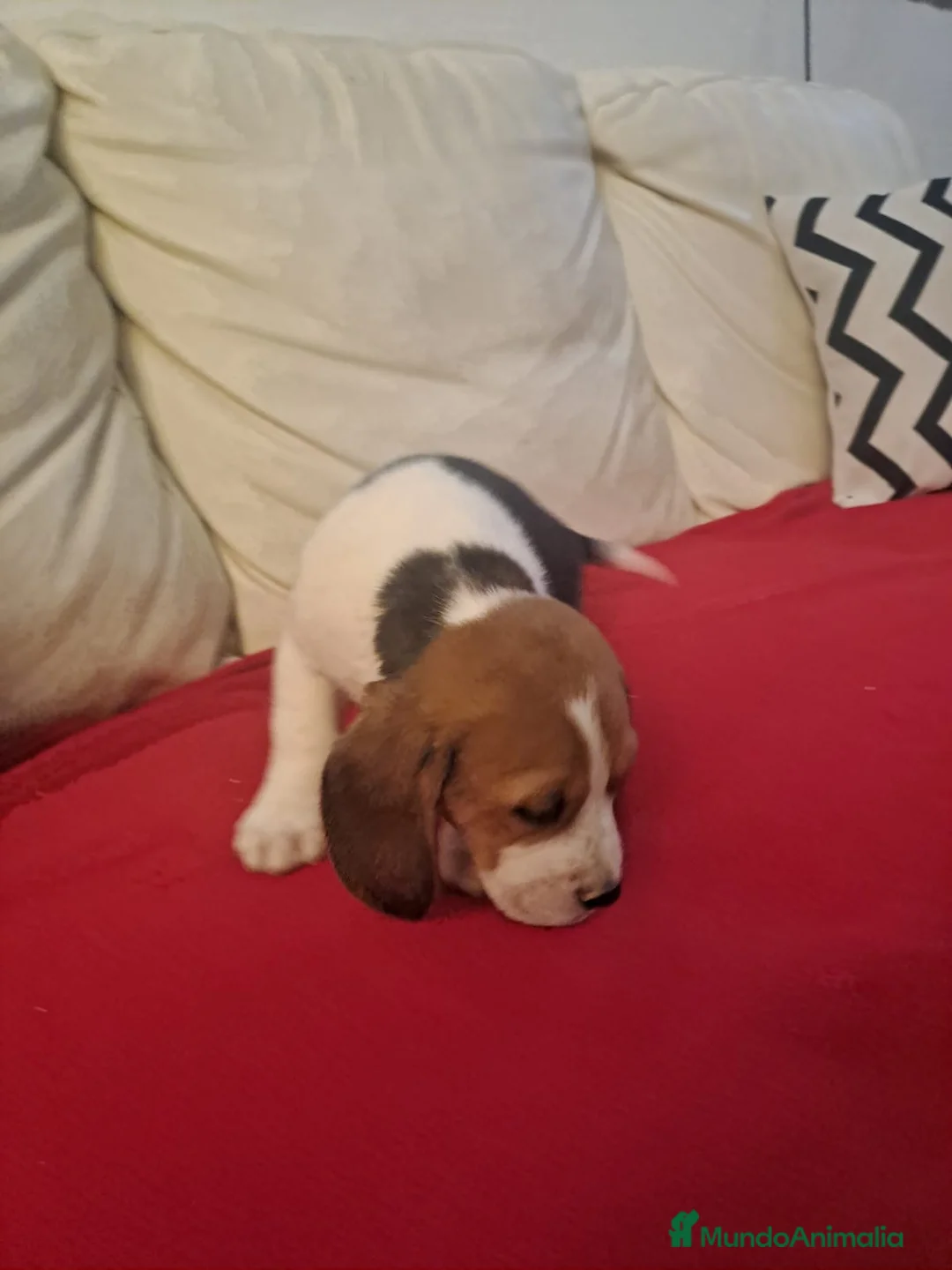 Beagle perros en venta: Beagle macho - Anuncio 2