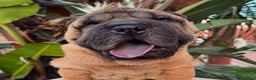 Shar Pei perros en venta: BEBES SHAR PEI en Málaga - Anuncio 6
