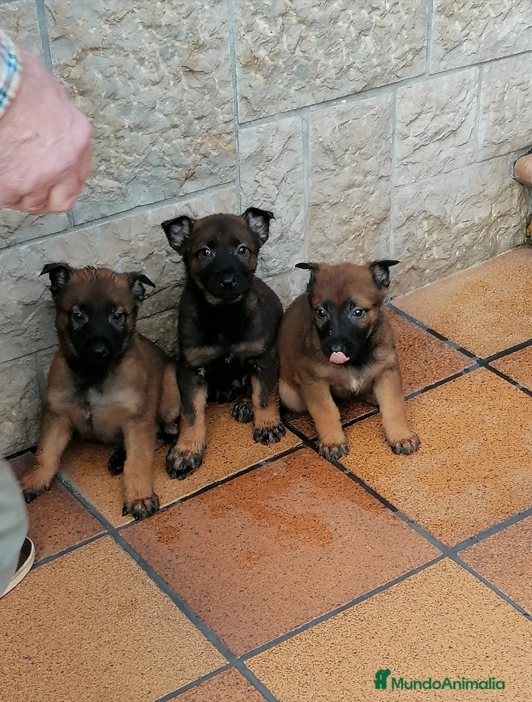 Raza Mixta perros en venta: Cachorros de li neas checas y pastor molinois - Anuncio 3