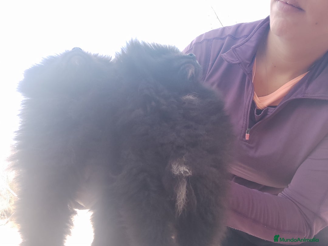 Pomerania perros en venta: Lulú de pomerania precio real. - Anuncio 3