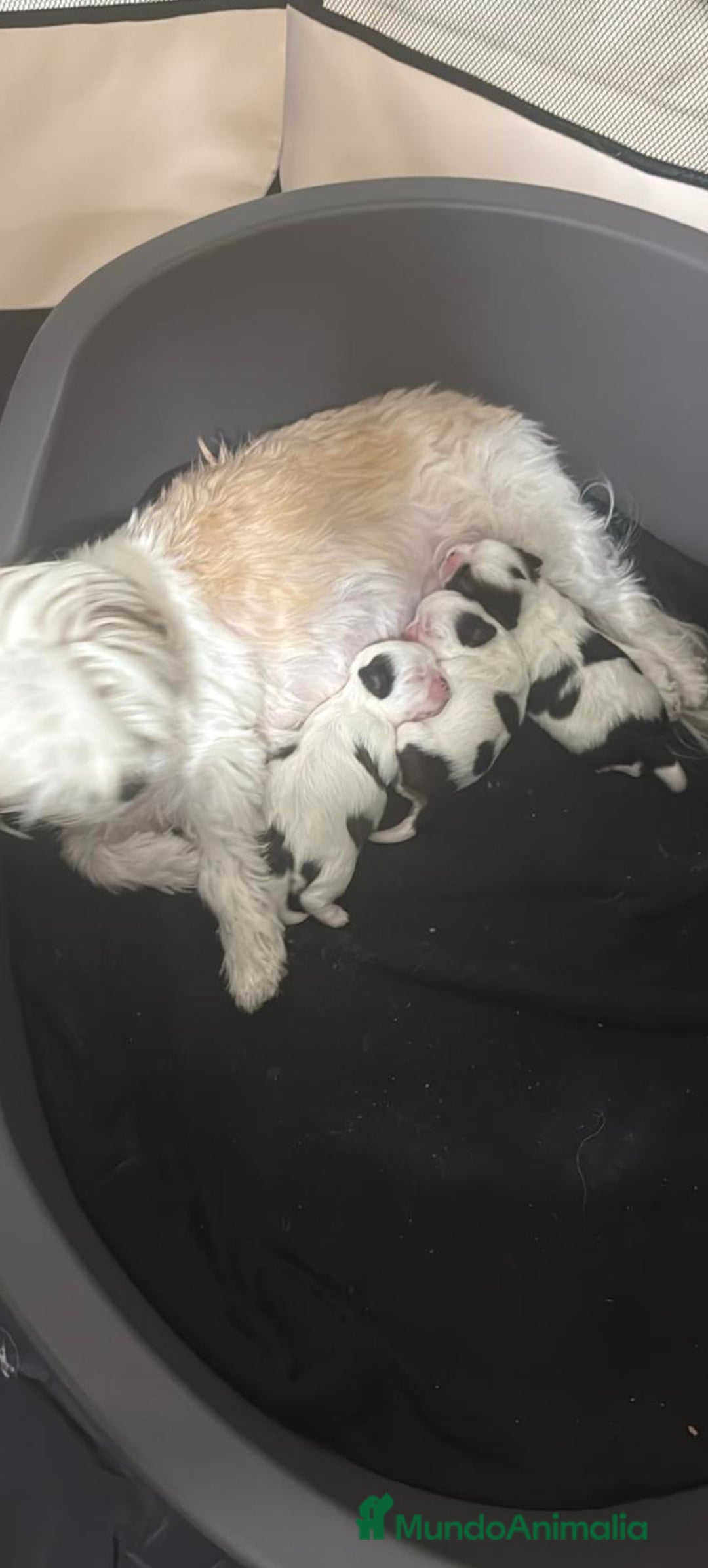 Shih Tzu perros en venta: Para febrero shizup toys  - Anuncio 1